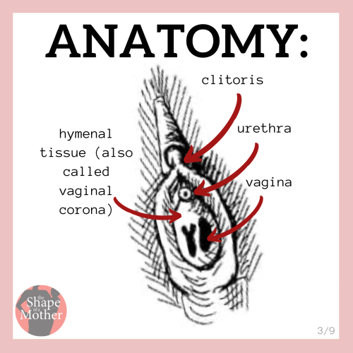 Image shows a sketch of a vulva with text labeling the anatomy: clitoris, urethra, vaginal opening, and hymen, also called vaginal corona.