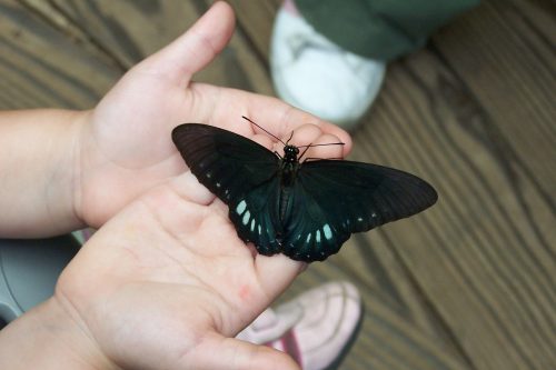 Image shows a black butterfly with light blue accents sitting on a child's open hands. The child has light skin. In the background is shown shoes and a wooden floor, out of focus.